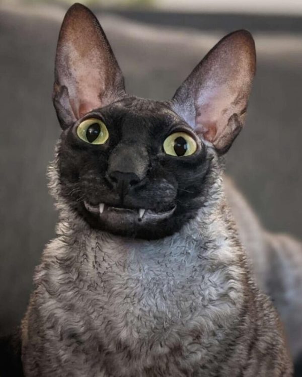 Smiling Pixel Cat