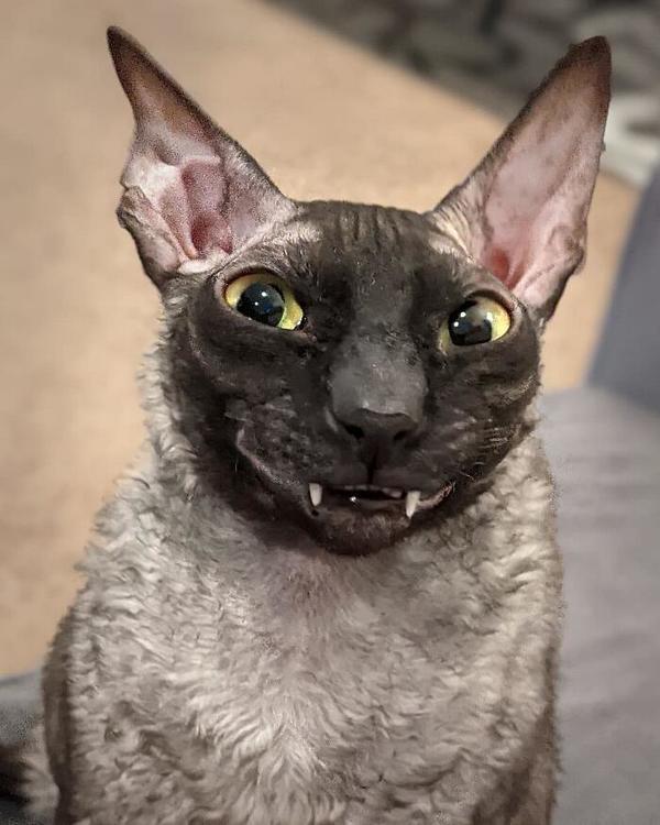 Smiling Pixel Cat