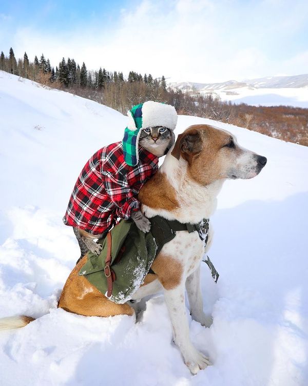  Cả hai vô cùng thân thiết, luôn gắn bó trong những chuyến du lịch (Ảnh: henrythecoloradodog)