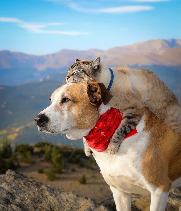 Tình bạn giữa chó và mèo luôn là một chủ đề đầy thú vị. Hãy xem hình ảnh của những cặp bạn thân chó mèo và cảm nhận tình bạn đáng yêu này.