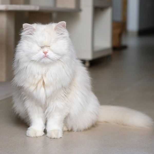Chú mèo Ba Tư đặc biệt trở thành minh tinh MXH vì xinh đẹp và đáng yêu