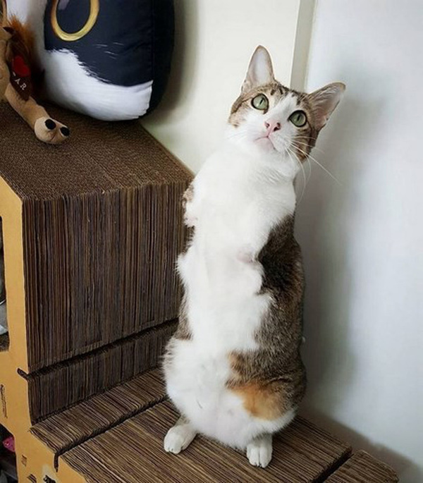 Ảnh: Nghị lực sống của chú mèo hai chân “đáng yêu hết phần thiên hạ” - Ảnh 2.