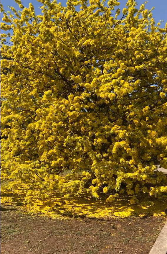  
Cây mai nở hoa vàng rực từ gốc lên ngọn. (Ảnh: Chụp màn hình TikTok K.D)