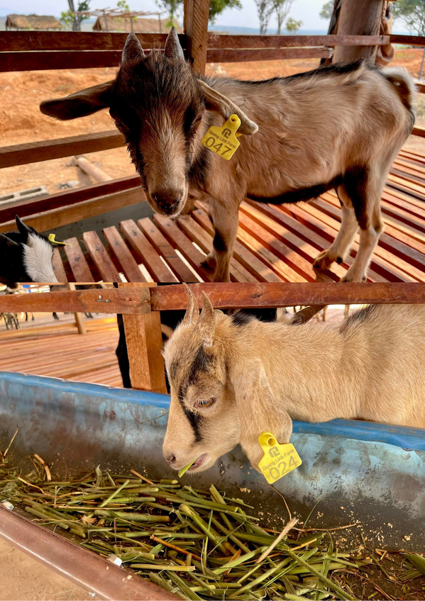  
Mỗi chú dê đều được đánh số cẩn thận để dễ dàng nhận biết. (Ảnh: Quang Linh Vlogs)