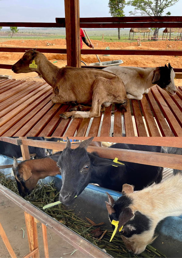 Cận cảnh trang trại dê của Quang Linh Vlogs, đã có dấu hiệu tích cực