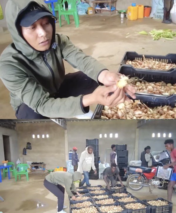 Quang Linh đầu tư máy móc khai hoang 25 hecta đất, dành để trồng ngô