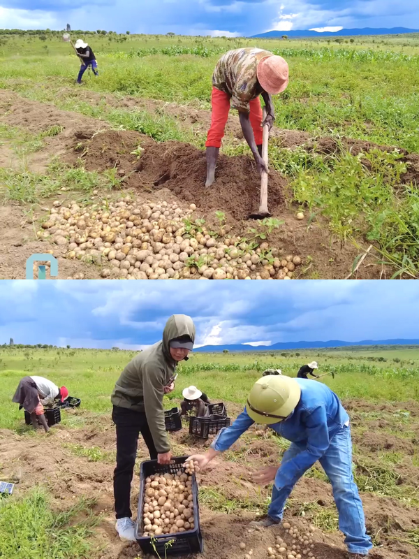  
Vì khoai tây khá nhỏ nên Quang Linh quyết định thu hoạch và đưa đi phân phát cho các bản để hỗ trợ giống. (Ảnh: YouTube Quang Linh Vlogs - Cuộc sống ở Châu Phi)