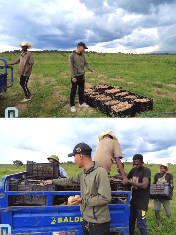  
Quang Linh và anh em trong team tập trung thu hoạch rồi chở khoai tây vào kho. (Ảnh: YouTube Quang Linh Vlogs - Cuộc sống ở Châu Phi)