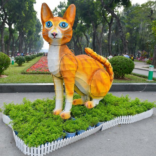 
Mèo Hà Nội bị nhận xét là gầy gò, thiếu sức sống. (Ảnh: Zing News)