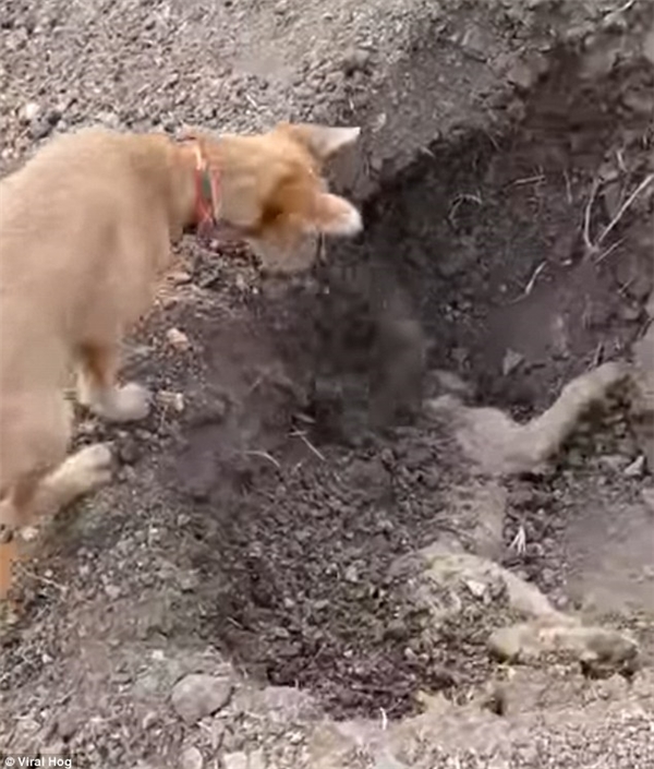
Chú chó dùng mũi hất từng mảng đất xuống huyệt mộ đứa em xấu số.