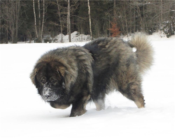 Giống chó lớn nhất thế giới 