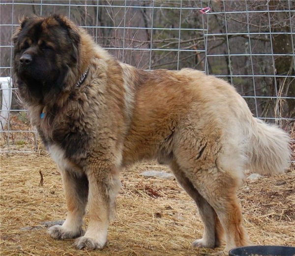 Giống chó lớn nhất thế giới 