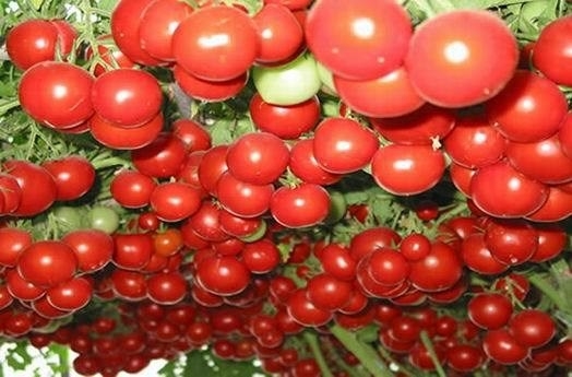 Choáng váng với giống cà chua bạch tuộc ra hàng ngàn trái mỗi vụ
