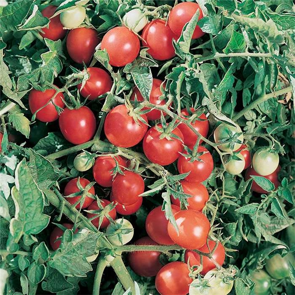 
Giống cà chua Heirloom Tomato có thể cho thu hoạch lên đến 14.000 quả/cây.