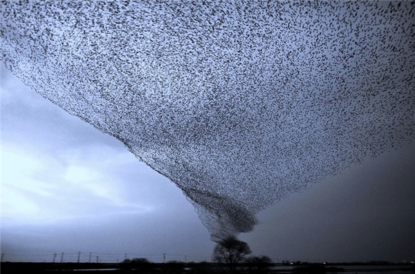 
Đây không phải là một cơn lốc xoáy mà là hàng ngàn con chim cùng bay lên khỏi một cái cây.