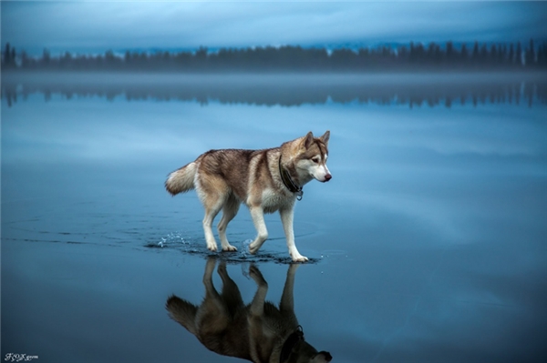 
Một chú husky đang rảo bước trên mặt hồ đóng băng chứ không phải husky ta có phép khinh công đi trên mặt nước đâu nhé.