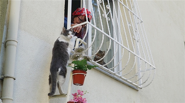 
Cô Sebnem Ilhan nảy ra ý tưởng biến nhà mình thành “trạm tị nạn” cho những chú mèo hoang vào mùa đông giá lạnh.