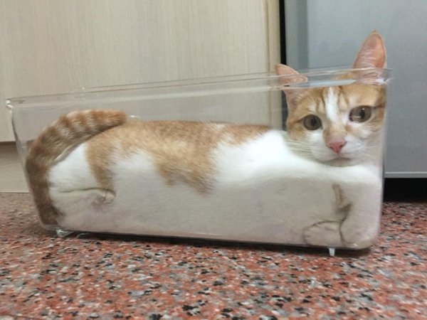 
Sự thật đã được khoa học công nhận: Mèo được làm từ chất lỏng.