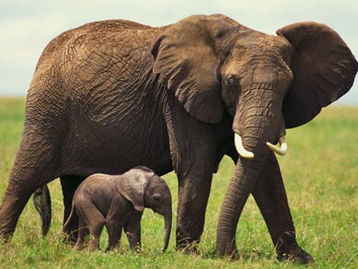 
Mất 2 năm để 1 chú voi con ra đời.
