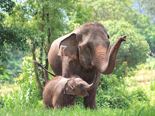 
Voi châu Á cũng có thời gian mang thai khá lâu, tuy nhiên thỉnh thoảng nó sẽ cho ra đời 2 chú voi con.