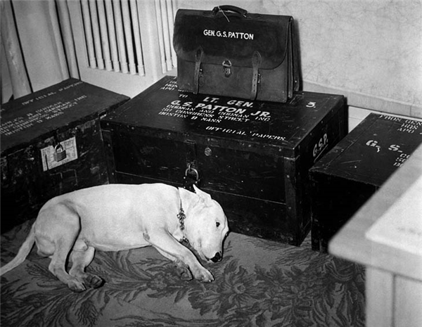 
Chú chó trung thành của Tướng George S. Patton nằm bất động bên đồ vật của ông vào ngày ông mất, 21/12/1945.