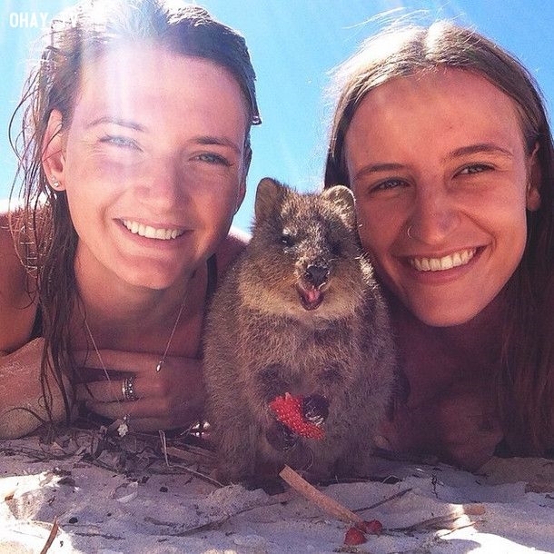 
Chú Quokka này còn lợi hại nháy mắt.

Xu hướng chụp ảnh cùng loài thú đáng yêu này rộ lên tại Úc.

Selfie cùng hai quý cô xinh đẹp.

Cool ngầu hết nấc cùng anh trai.

Có thể nói Quokka là loài thú duy nhất biết tạo dáng và cười.