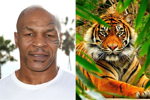Mike Tyson - 3 em hổ Bengal - 4.000 đô/tháng (hơn 91 triệu đồng): Nói đến M...