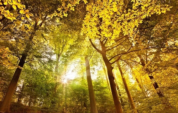 Trong ảnh là hiện tượng được gọi là Shivelight, mô tả hiện tượng ánh nắng xuyên qua tán cây trong rừng, tạo thành khung cảnh thơ mộng đầy màu sắc cổ tích.
