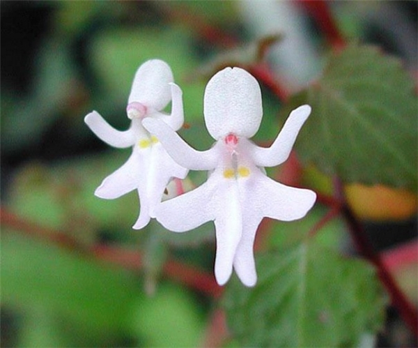 Xuất hiện nhiều ở vùng Đông Phi, loài thực vật thuộc họ Bóng nước này, có hoa giống những cô gái mặc váy trắng nhảy nhót trên cành cây trông rất đẹp.