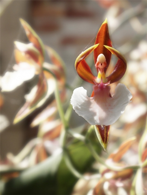 Loài hoa đến từ Australia chẳng khác gì một vũ công ba lê với bộ váy trắng xòe trông cuốn hút. Peristeria Elata thường có màu nâu sáng rất đẹp.