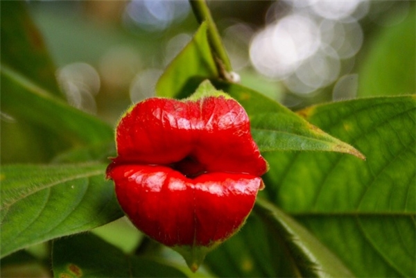 Một loài hoa được tìm thấy ở những vùng nhiệt đới như Columbia, Costa Tica và Panama. Hẳn là đôi môi quyến rũ này là điều mơ ước của mọi phái đẹp!