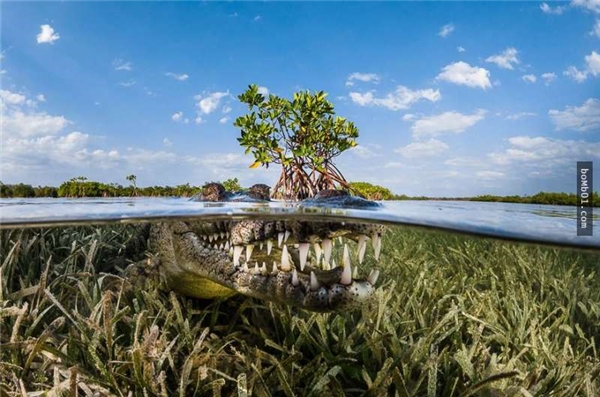 
Rừng ngập mặn (Mangrove, Cuba – Giải danh dự cho chủ đề thiên nhiên)
