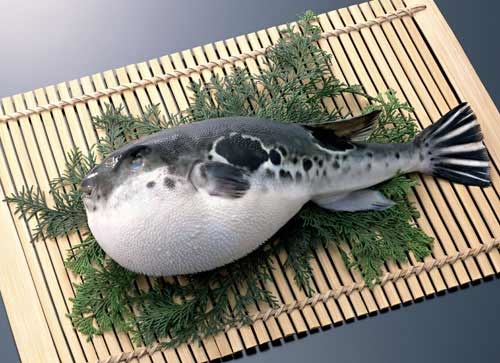 
Cá nóc Fugu.