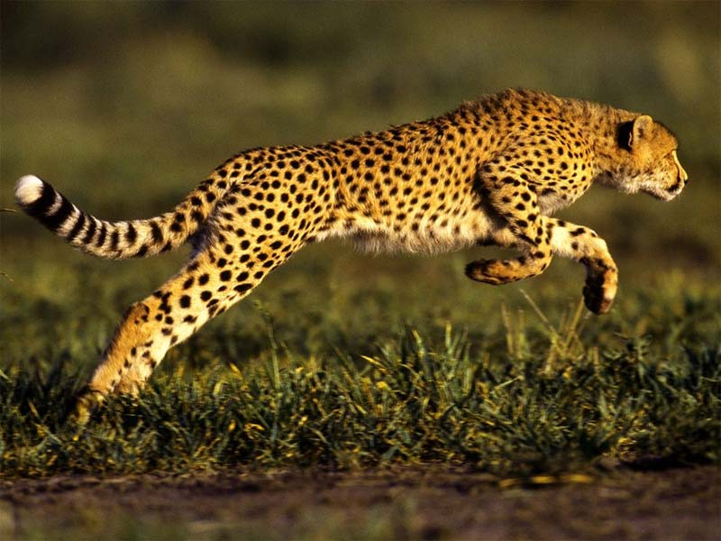 
Cheetah hội tụ đầy đủ yếu tố thể lực và trí lực. (Ảnh: Internet)
