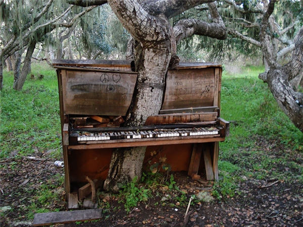 
Ban đầu nó chỉ là một cái cây nhỏ bé, âm thầm lặng lẽ nấp dưới bóng của chiếc piano cũ, cho đến một ngày nó xuyên thủng cả chiếc piano để vươn lên.