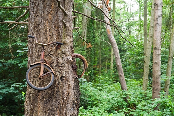 
Một đứa bé nào đó đã dựa chiếc xe đạp vào một thân cây rồi quên mất. Nhiều năm sau, chiếc xe vẫn đứng yên tại chỗ, còn thân cây vẫn không ngừng lớn lên, to ra, và nuốt chửng cả chiếc xe.