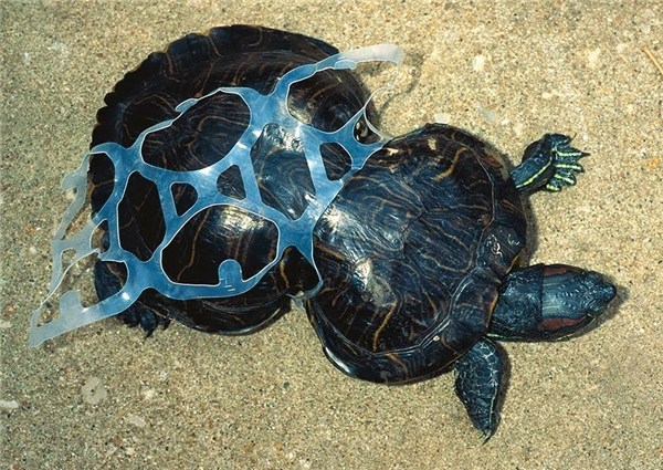 
Một chú rùa biển với cơ thể bị biến dạng do mắc vào tấm nhựa.