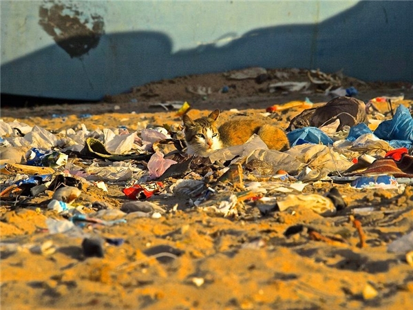 
Trong tương lai, con người rồi cũng sẽ tắm nắng trong đống rác như chú mèo này?