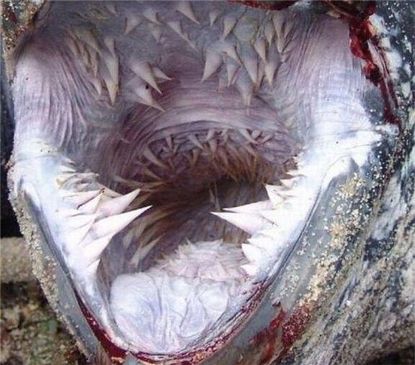 8 bộ răng gây ám ảnh nhất của các sát thủ săn mồi biển khơi