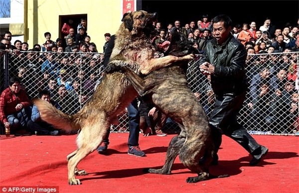 
Hình ảnh một cuộc chọi chó ở Trung Quốc.