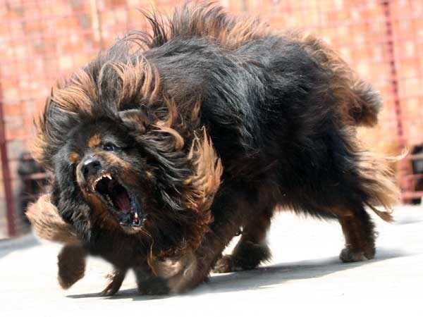
Ngao Tây Tạng - một trong những giống chó thiện chiến nhất trong các cuộc chiến.