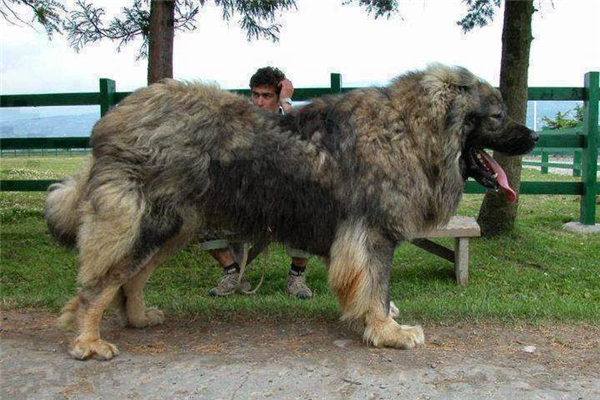 
Thân hình vạm vỡ của chó Kavkaz.