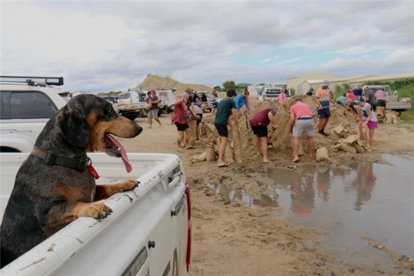 
Một chú chó đang đứng nhìn người dân chuẩn bị bao cát.