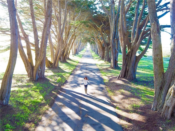 
Dạo chơi giữa con đường cây xanh ở Inverness, California.