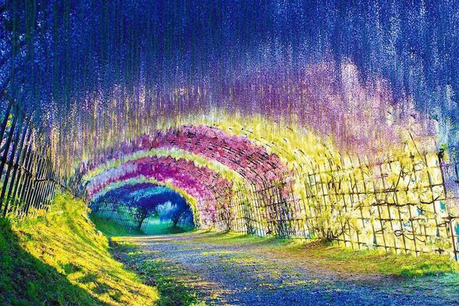 Con đường hoa lộng lẫy tại vườn Kawashi Fuji, Nhật Bản khiến nhiều người tưởng rằng mình đã lạc vào xứ sở thần tiên.