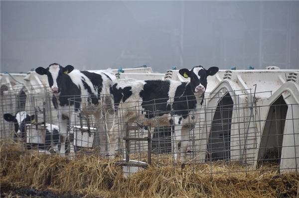 
Những chú bê Holstein này sẽ sớm được chuyển đến các nông trại khác để gia nhập vào đàn bò sữa.