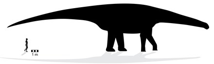 
Đây là dấu chân này là của một cá thể của họ khủng long Sauropod.