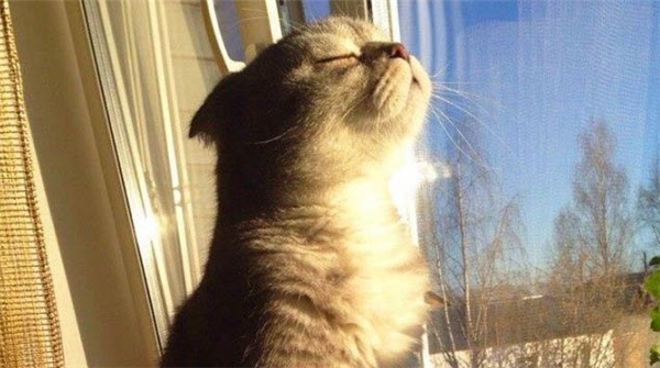 
Caption của bạn mèo: "Mỗi ngày tôi chọn một niềm vui!" (Ảnh: Internet)