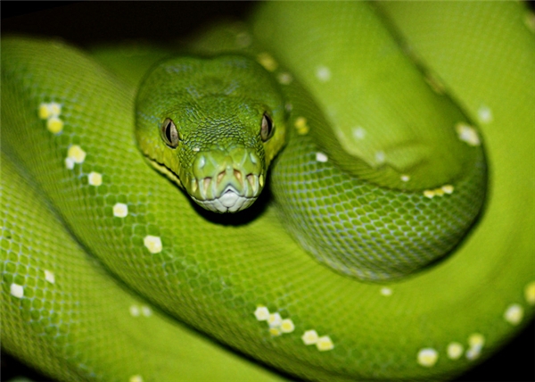 
Australia chính là miền đất tốt lành để rắn sinh sôi nảy nở, trong đó có 140 loài rắn trên cạn và 32 loài dưới nước.