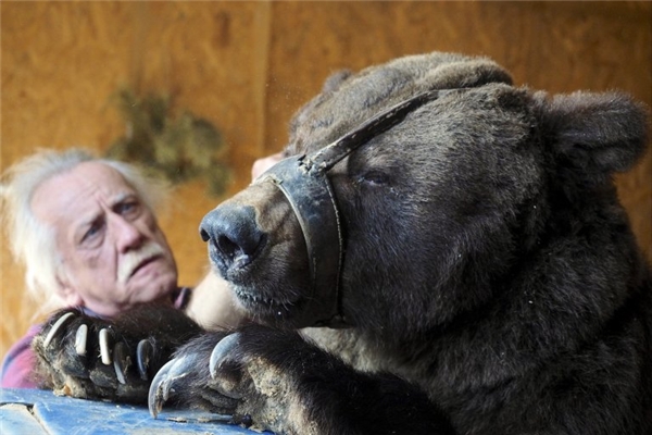 Để đảm bảo an toàn, ông cụ buộc phải sử dụng rọ mõm với hai chú gấu.